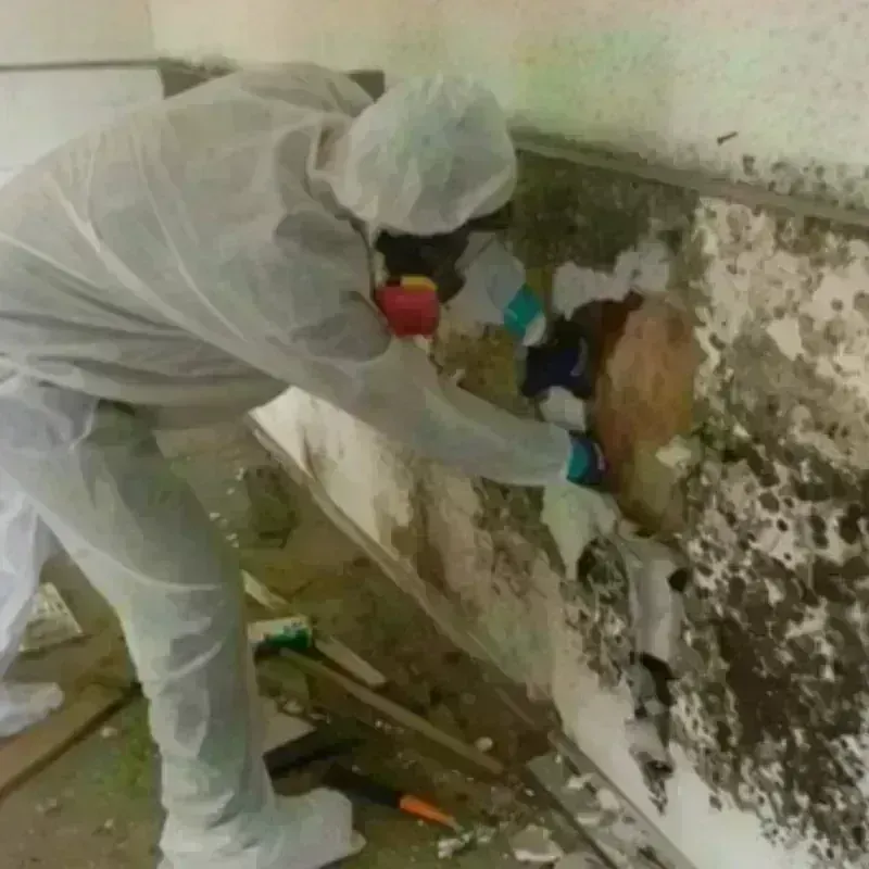 Mold Remediation and Removal in Myrtle Point, OR